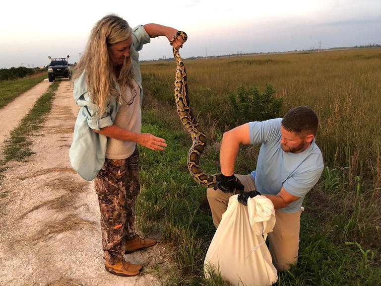 A 177-pound python was caught in Florida. Here's how to handle the ...