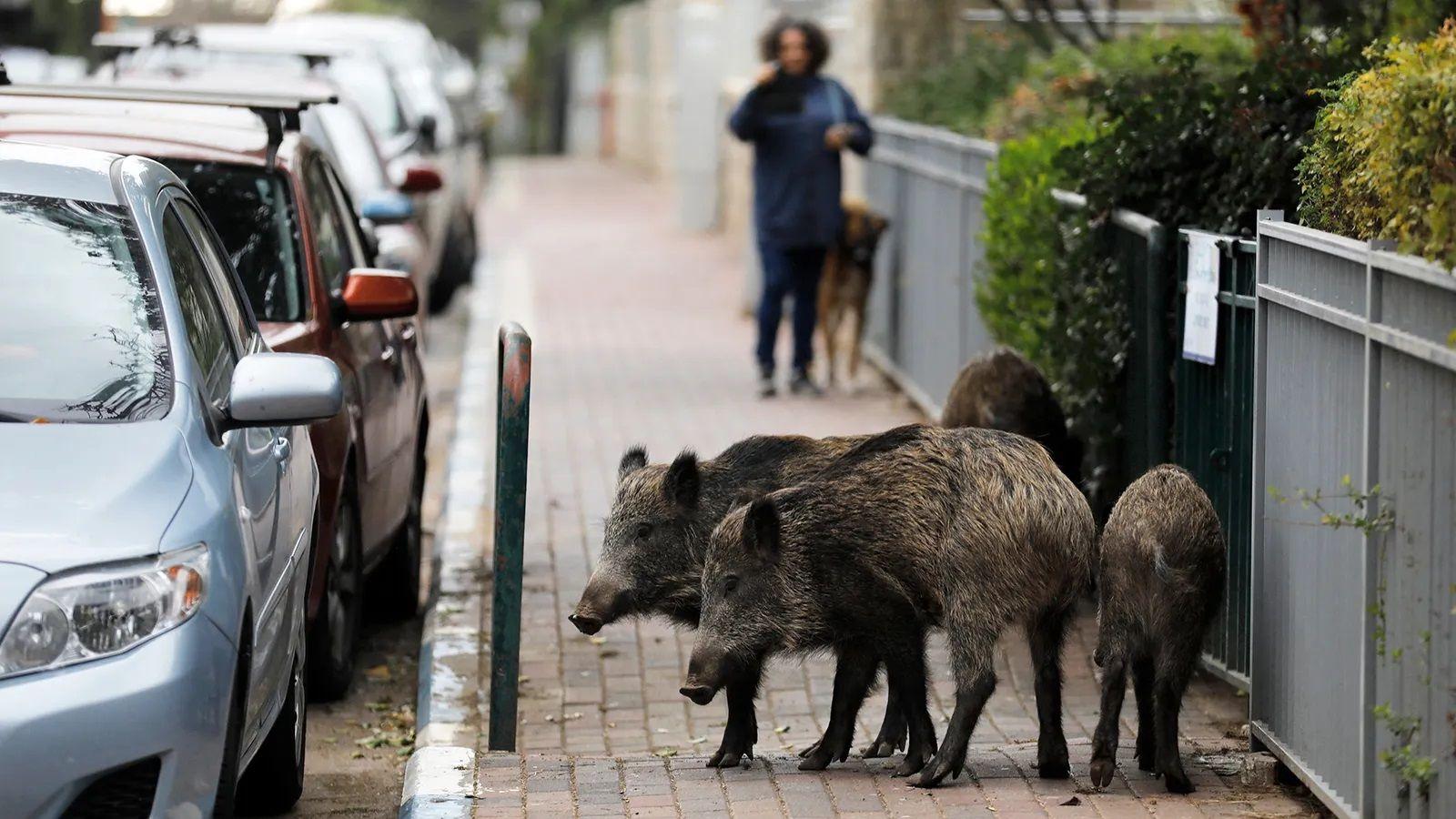os animais que estão invadindo cidades atrás de lixo