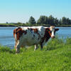 COWZ "Plus": This Pacer ETF Is Even Better For Investing In Cash Cows<br>