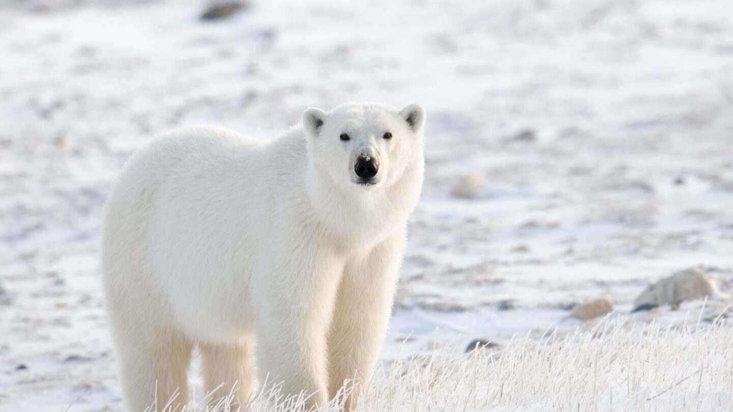 <p>Polar bears are the largest land carnivores on Earth. While they look cuddly, they are an undisputed symbol of the Arctic’s raw beauty and power. With their thick white fur and powerful presence, they roam the icy landscapes of Canada, a breathtaking sight for anyone lucky enough to see them from a safe distance.</p>
