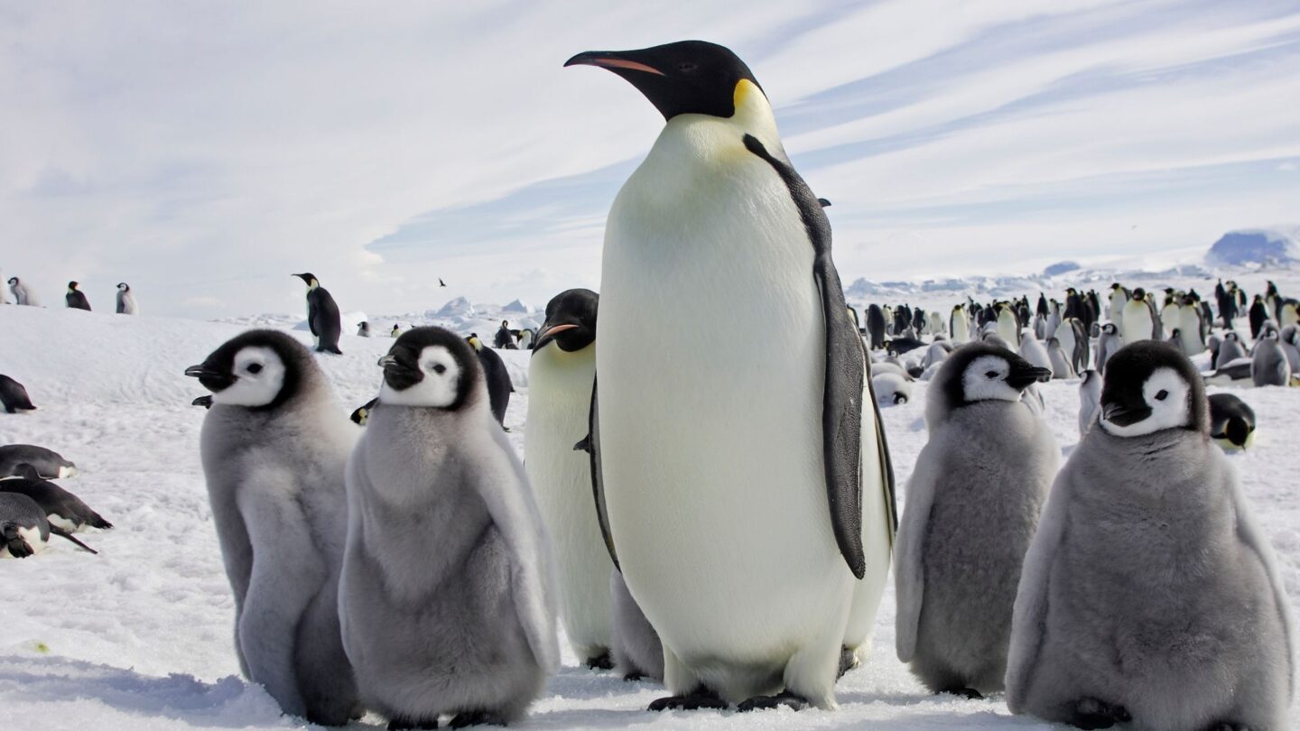 <p>With their regal stance and adorable waddle, Emperor penguins are undoubtedly among the cutest animals on Earth. They are the largest penguin species, standing tall with distinctive black and white bodies. Emperor penguins are known for incredible parenting skills and hunting for food through the harsh Antarctic winters.</p>