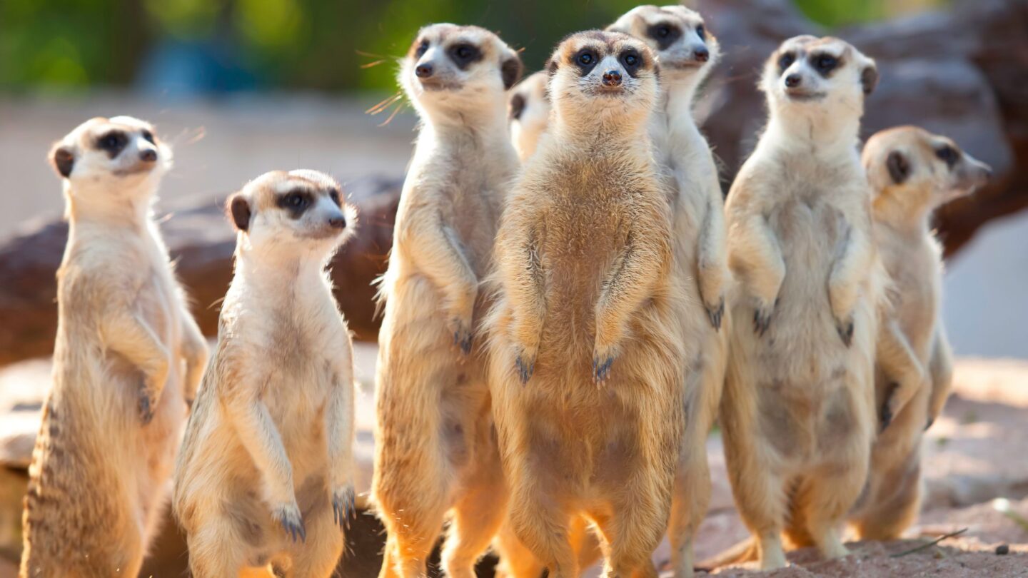 <p>These cute creatures are native to South Africa. What makes them incredibly adorable is not only their signature stance of standing vertically on two legs but also their adorable faces, big eyes, and curious expressions. Meerkats live in tight-knit families and are often seen grooming each other or cuddling together for warmth.</p>
