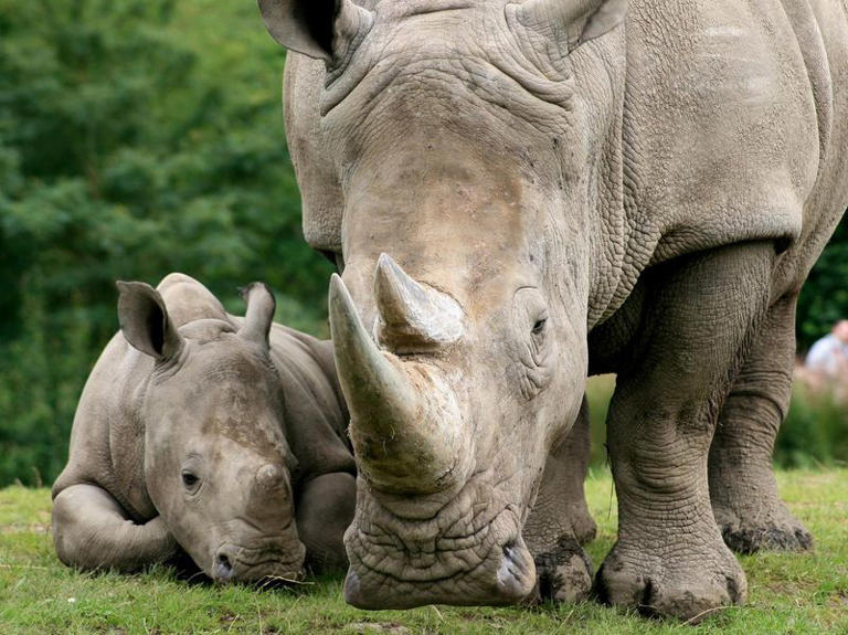 Every Rhino Fact You Want to Know