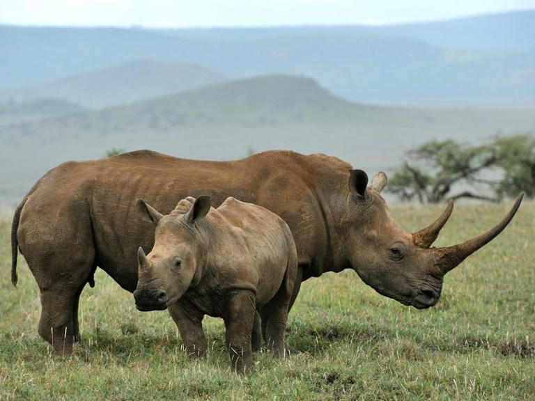 Every Rhino Fact You Want to Know