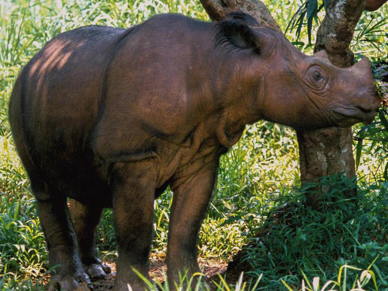 Every Rhino Fact You Want to Know