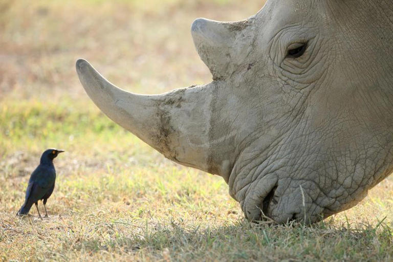 Every Rhino Fact You Want to Know