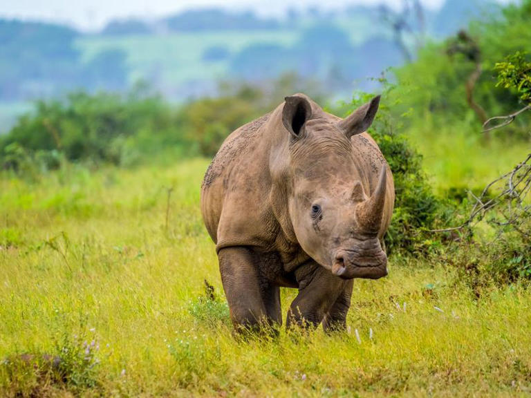 Every Rhino Fact You Want to Know