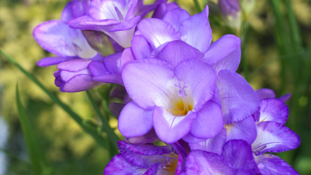 15 Bulbs That Promise a Garden Full of Color with Stunning Summer and
