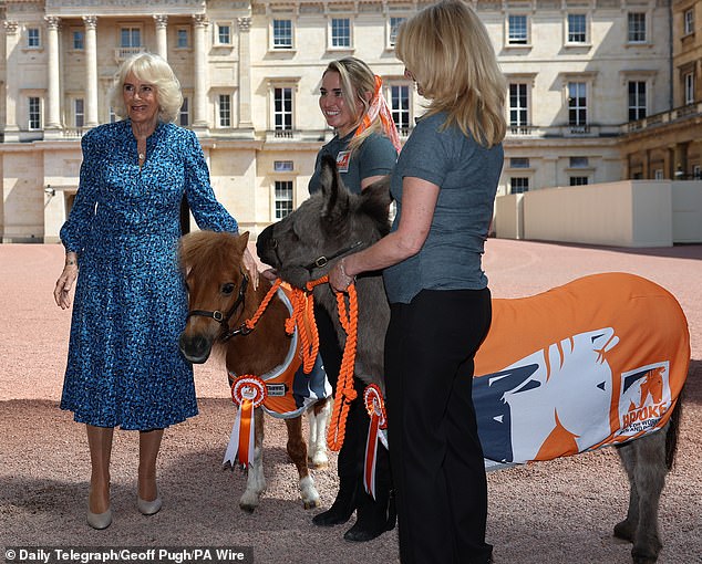 adorable moment queen camilla feeds carrots to a donkey
