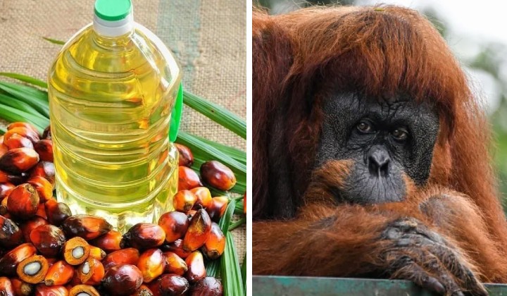 orangutan pawns: sacrificing conservation for diplomatic gains?