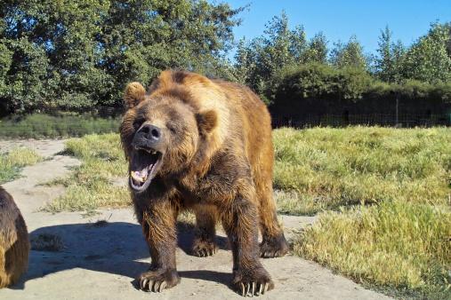 qual é o maior urso do planeta?