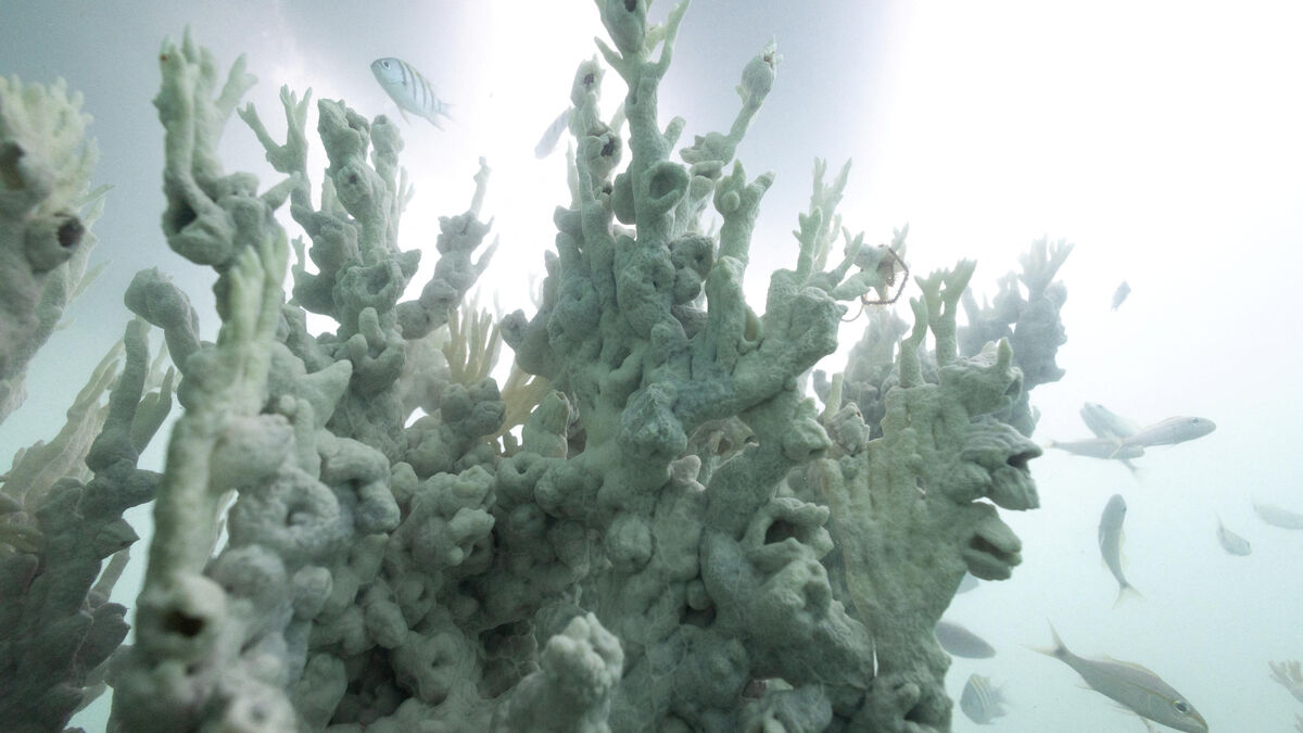 réchauffement climatique : en thaïlande, une île fermée après la découverte d’un blanchissement de coraux