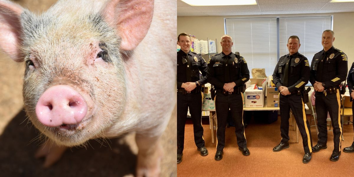 la police du new jersey a capturé un porc en fuite pesant 90 kilos, nommé pumba