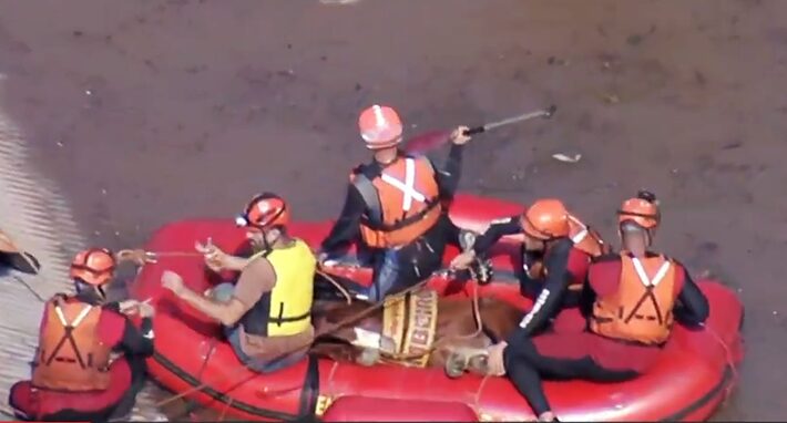 vídeo: cavalo que estava se afogando é resgatado por vice-prefeito. ‘não deixaríamos morrer’
