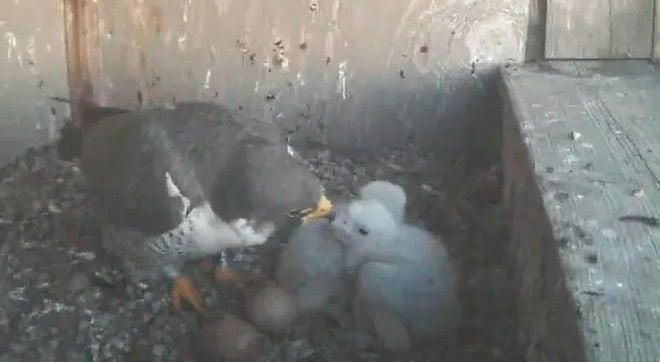 An adult peregrine falcon checks on two chicks next to two unhatched eggs in the nest atop the County-City Building in South Bend on May 8, 2024. A fifth egg, not visible in the photo, sits in the corner. They are seen here on the city’s YouTube channel.
