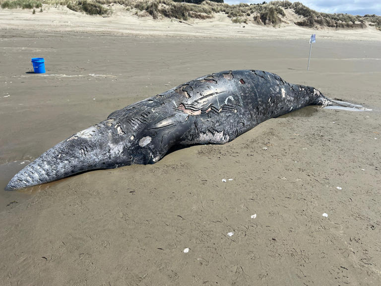A deceased gray whale calf was found on a beach in Bandon, Oregon.