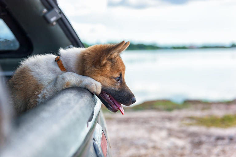 A stock image of a dog looking out the window of a car. A video of a dog appearing "disappointed" after her owner brought her on a car journey to pick up her new puppy sibling has gone viral on TikTok.