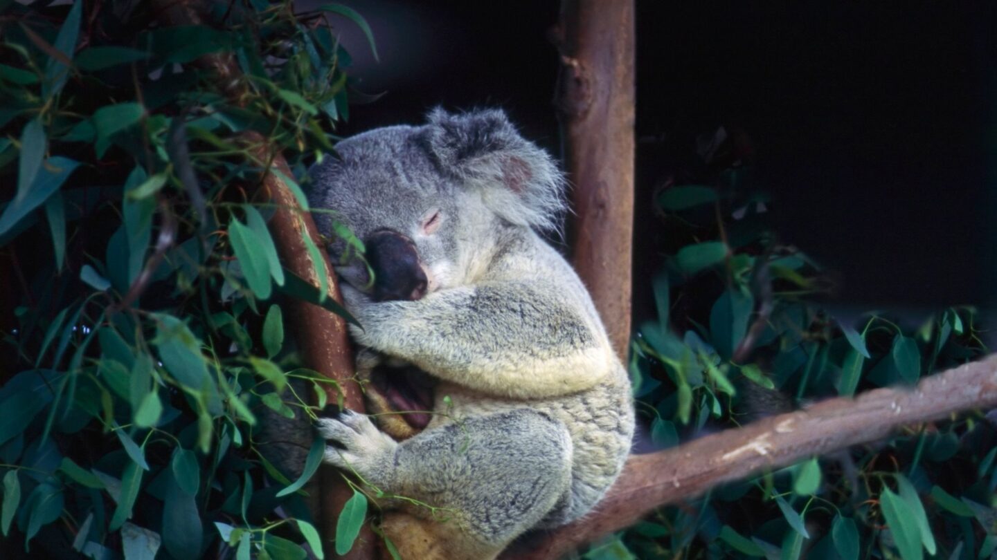 <p>If you ever visit Australia, you’re bound to fall in love with koalas. Perched sleepily on eucalyptus trees, they charm everyone with their fluffy grey fur and gentle, puzzled looks. Most of their time is spent sleeping or munching leaves, making them a symbol of Australia’s laid-back vibe.</p>