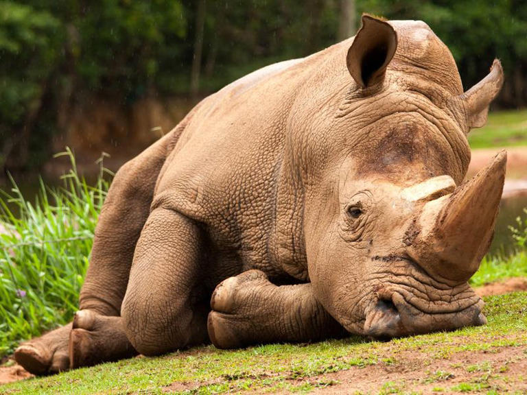 Every Rhino Fact You Want to Know