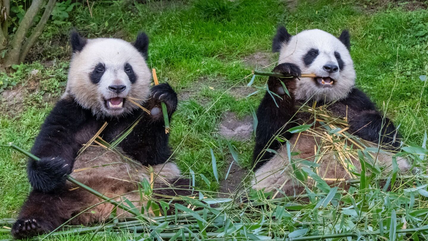 <p>As a national symbol for China, giant pandas are kept with extreme love and care, ensuring that these giant fluff balls are preserved for future generations to adore. They love to eat bamboo shoots and are known to be friendly, but if you see a giant panda in the wild, tread carefully-they are bears, after all.</p>