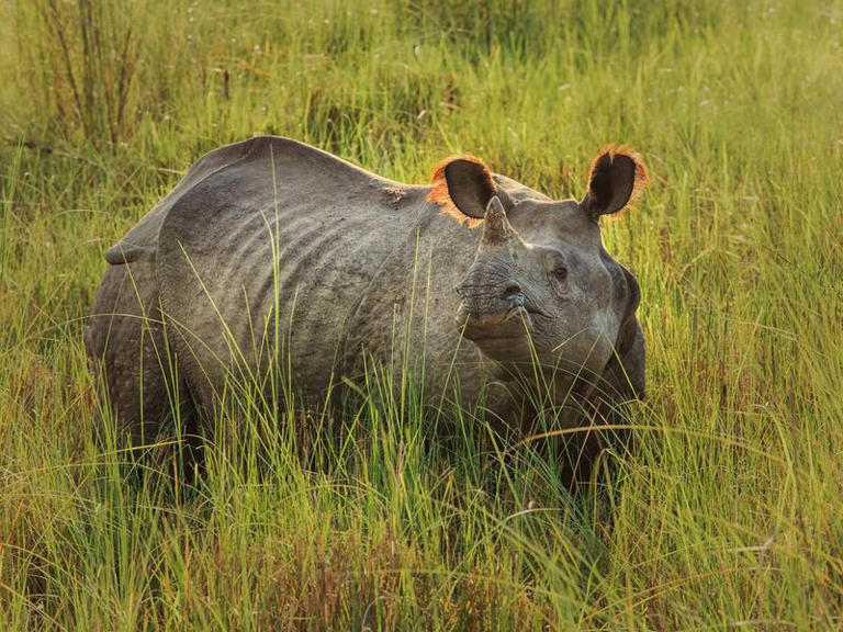 Every Rhino Fact You Want to Know