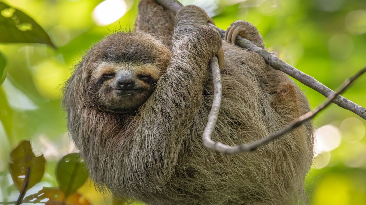 <p>Sloths may be lazy, have sleepy eyes, and crawl ever so slowly, but behind all that laziness and slow movement, sloths are incredibly cute. They have thick fur and long nails and are usually found in the rainforest canopy in Costa Rica to hide from bigger predators like eagles and jaguars.</p>