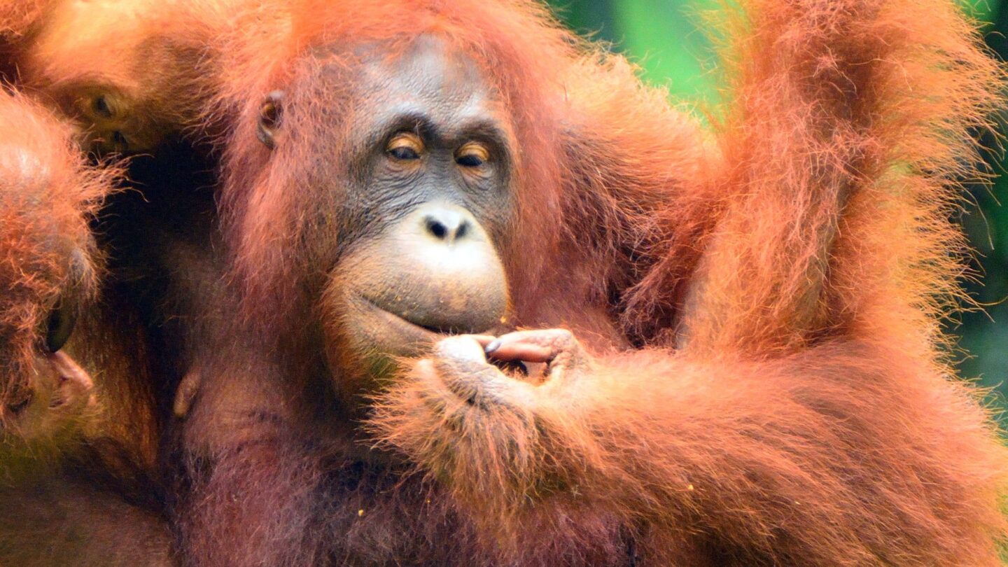 <p>Besides being cute, Orangutans are highly intelligent creatures. These apes share many human-like features and are commonly found in the rainforests of Borneo and Sumatra. Here, they spend their days on trees, moving from one treetop to another, building their sleeping nests.</p>