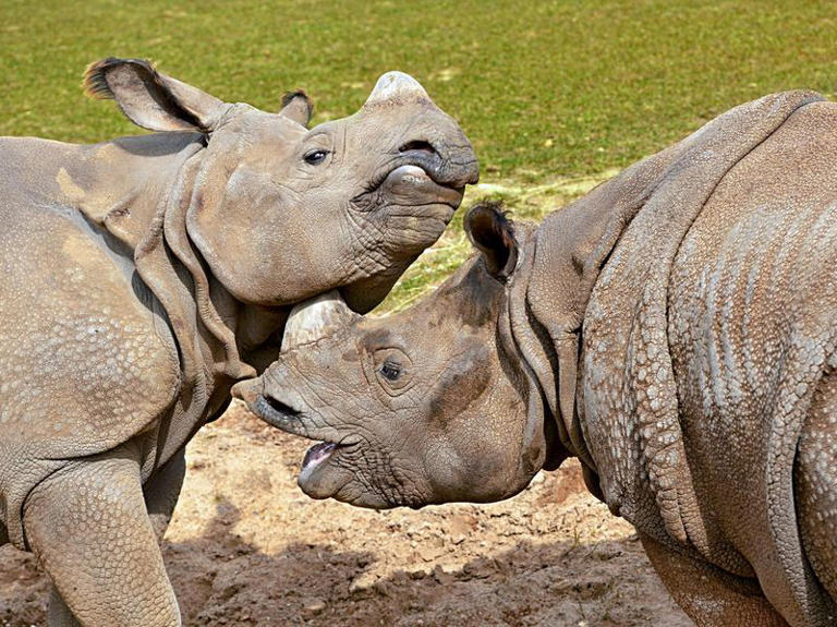 Every Rhino Fact You Want to Know