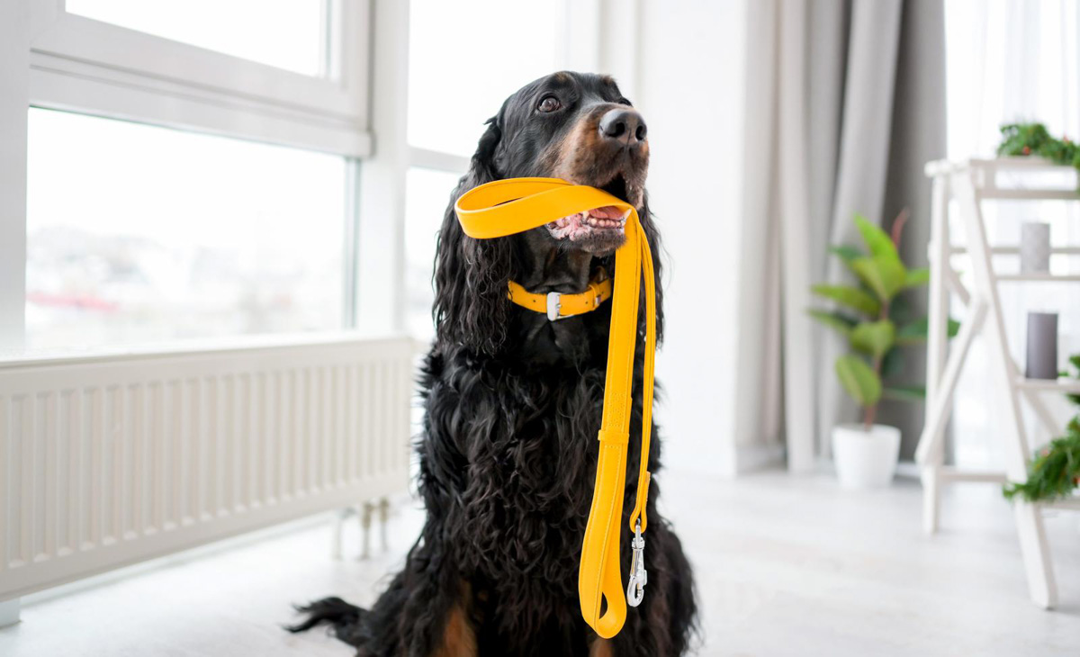 <p>Pack a sturdy leash and collar, possibly with a reflective strip for safety during night walks. Always have a spare in case one gets lost or damaged.</p>