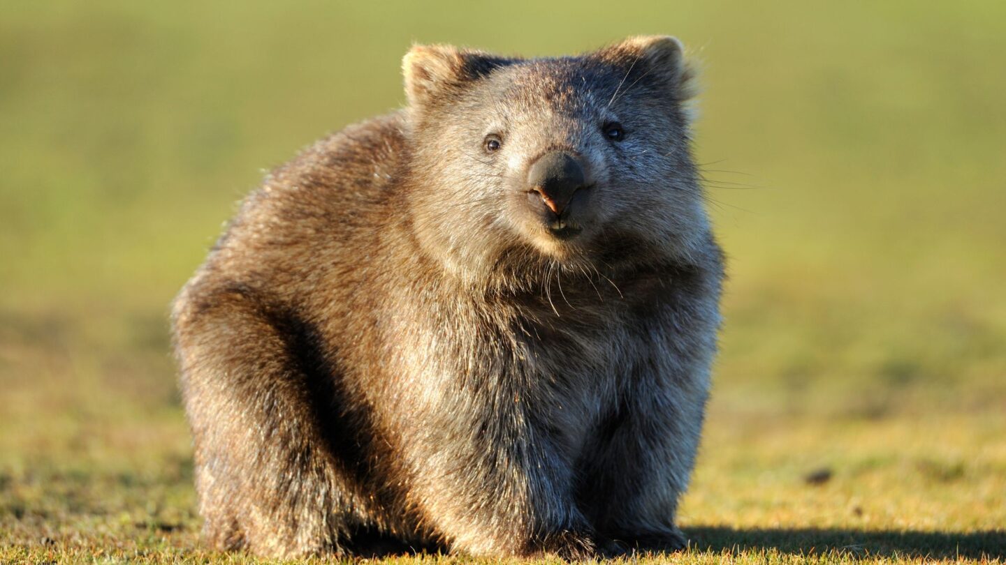 <p>In the wilds of Tasmania and mainland Australia, wombats are the adorable animals you’d love to meet. With their short legs and brown fur, they walk through forests and fields, munching on grasses and roots, always ready for a close-up with nature lovers.</p>