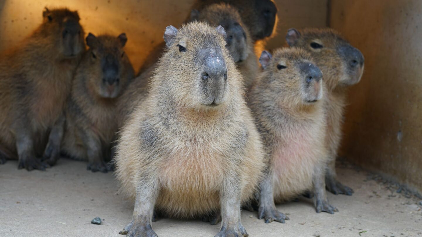 <p>You might remember this cute animal from the famous documentary Planet Earth 2, or maybe its meme-worthy "shocked" <a href="https://www.eonline.com/ca/news/811108/here-s-why-shocked-capybara-is-the-latest-amazing-planet-earth-ii-meme" rel="noreferrer noopener">expression</a> from the internet. Besides being cute, Capybaras are strong swimmers and love being around water. They are also the largest rodent in the world, bigger in size than beavers.</p>