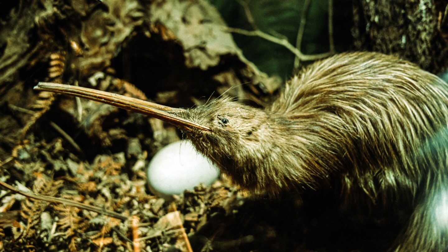 <p>Kiwis are New Zealand’s flightless birds, sporting a long beak and fluffy brown feathers. On Stewart Island, you can watch these shy creatures closely through guided night walks in their natural, minimally disturbed habitats. </p>