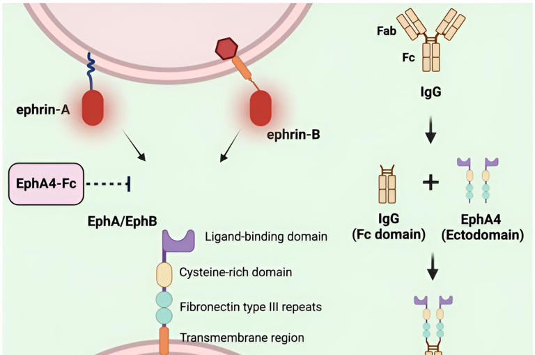 New drug reduces vascular leak and endothelial cell dysfunction in mice ...