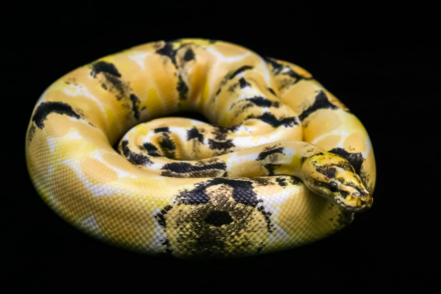 These Are The Most Expensive Snakes in the World