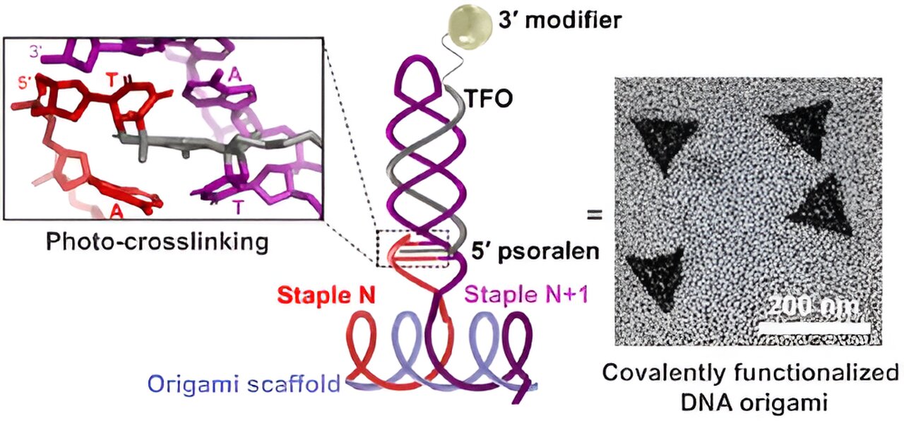 New DNA Origami Technique Promises Advances In Medicine