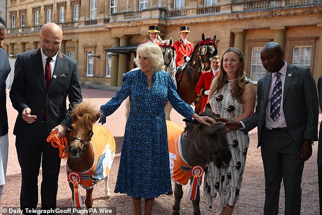adorable moment queen camilla feeds carrots to a donkey