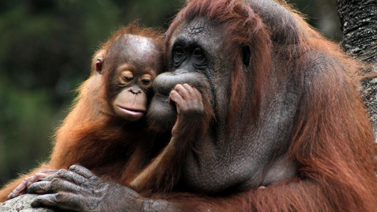 pourquoi la malaisie veut-elle offrir des orangs-outangs aux pays acheteurs d’huile de palme ?