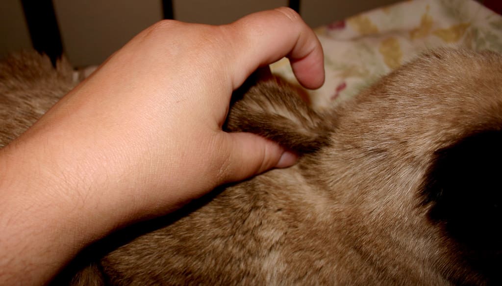 How to Stop Your Cat from Biting and Scratching You