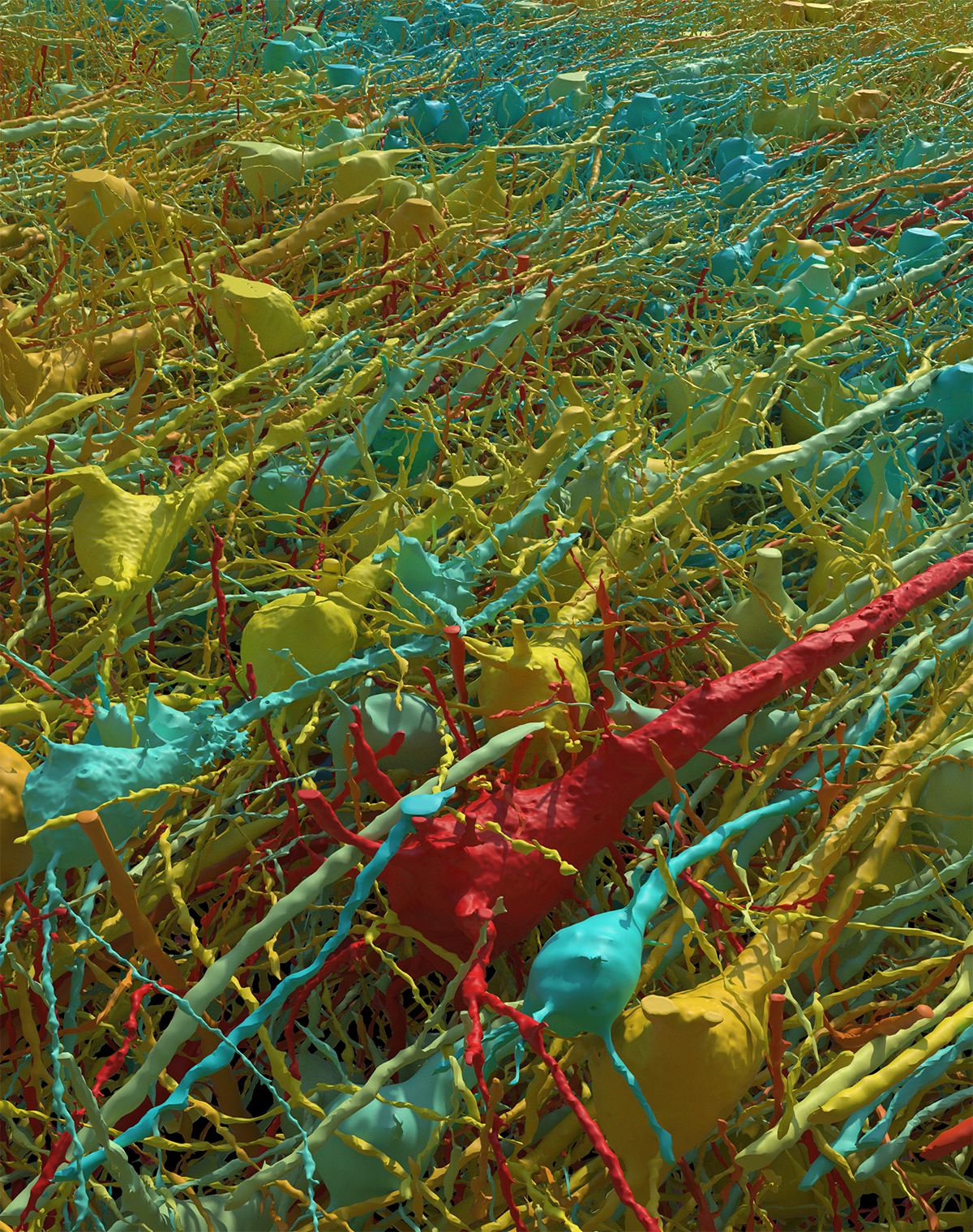 see the most detailed map of human brain matter ever created