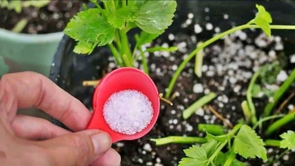 elimina plagas de plantas con bicarbonato: método natural y seguro