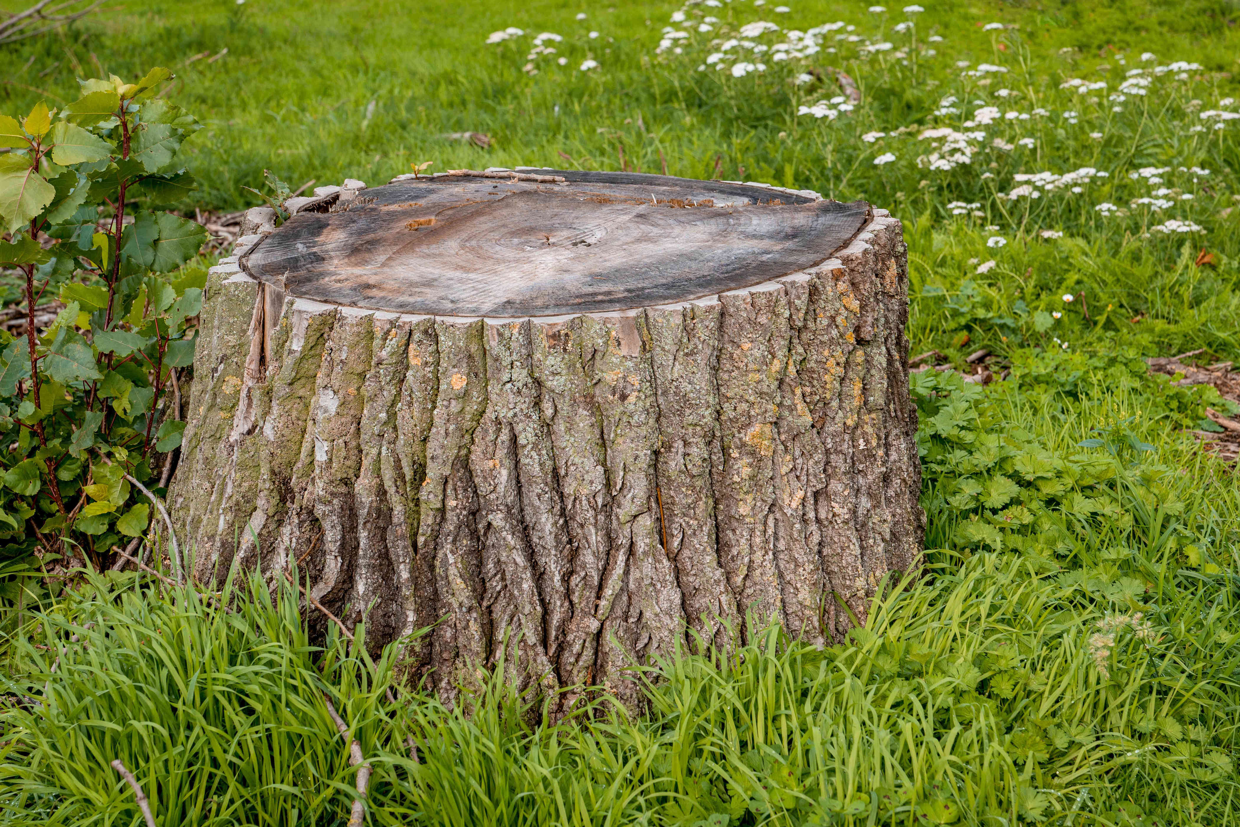 how to, 5 solutions for how to remove a tree stump from your yard safely