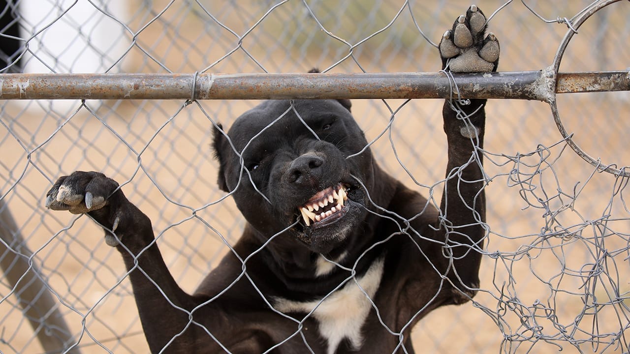<p>Pit Bulls often suffer from a reputation for aggression, primarily due to their history in dog fighting. Their muscular body and strong jaw can indeed make them look scary. However, it’s essential to note that aggression in Pit Bulls, as with any breed, is influenced more by upbringing and training than by breed alone.</p> <p>Many Pit Bull owners attest to their dogs’ loving and playful nature. With proper care, socialization, and training, Pit Bulls can be affectionate companions who are dedicated to their families. They excel in various canine sports, demonstrating their intelligence and eagerness to please.</p>