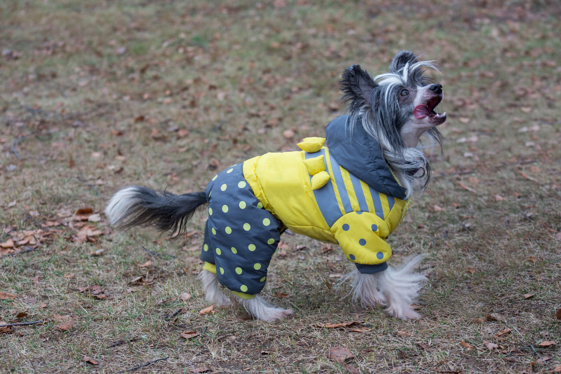 10 dog breeds that actually need to wear a coat in winter