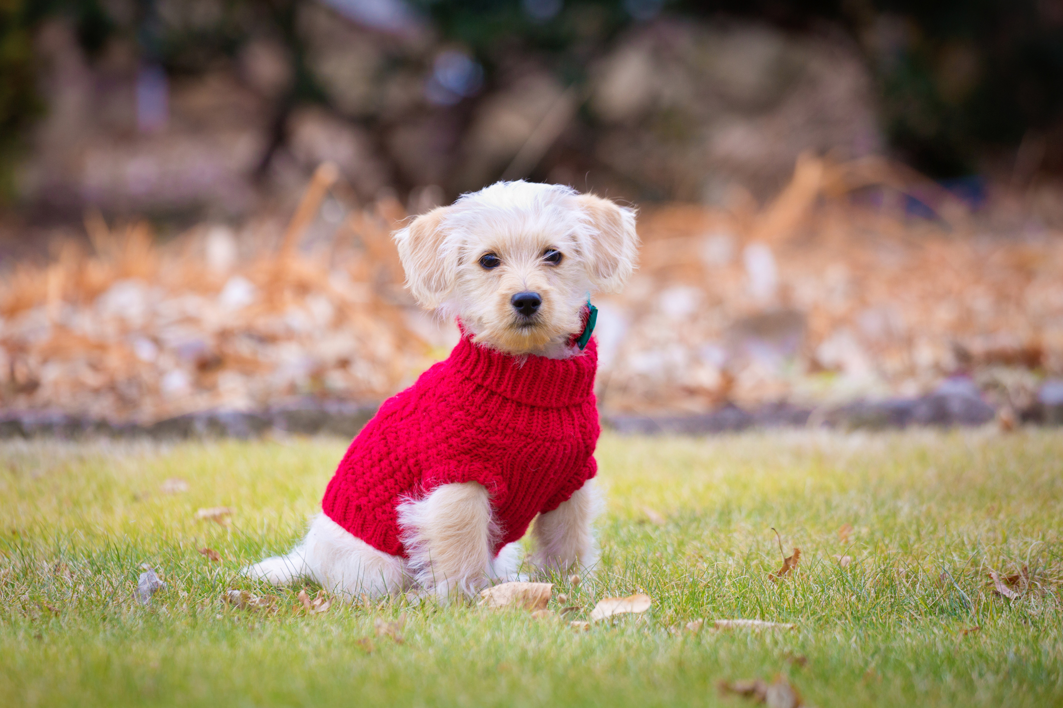 10 dog breeds that actually need to wear a coat in winter