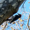 Acorn Woodpecker In Livermore: Photo Of The Day<br>