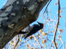Acorn Woodpecker In Livermore: Photo Of The Day<br><br>