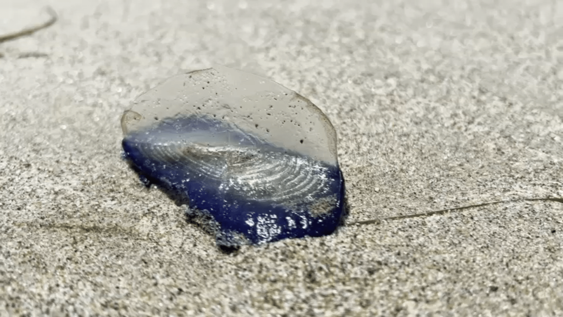 Thousands Of Jelly-like Creatures Washing Ashore Southern California ...