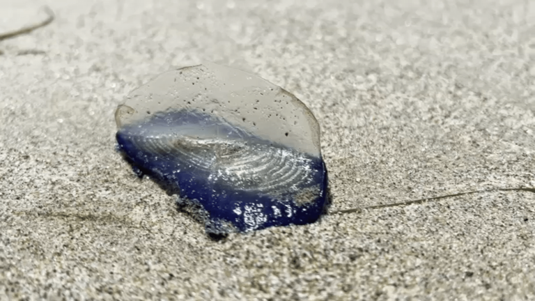 Thousands of jelly-like creatures washing ashore Southern California ...