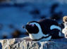 The fight to save the African penguin<br><br>