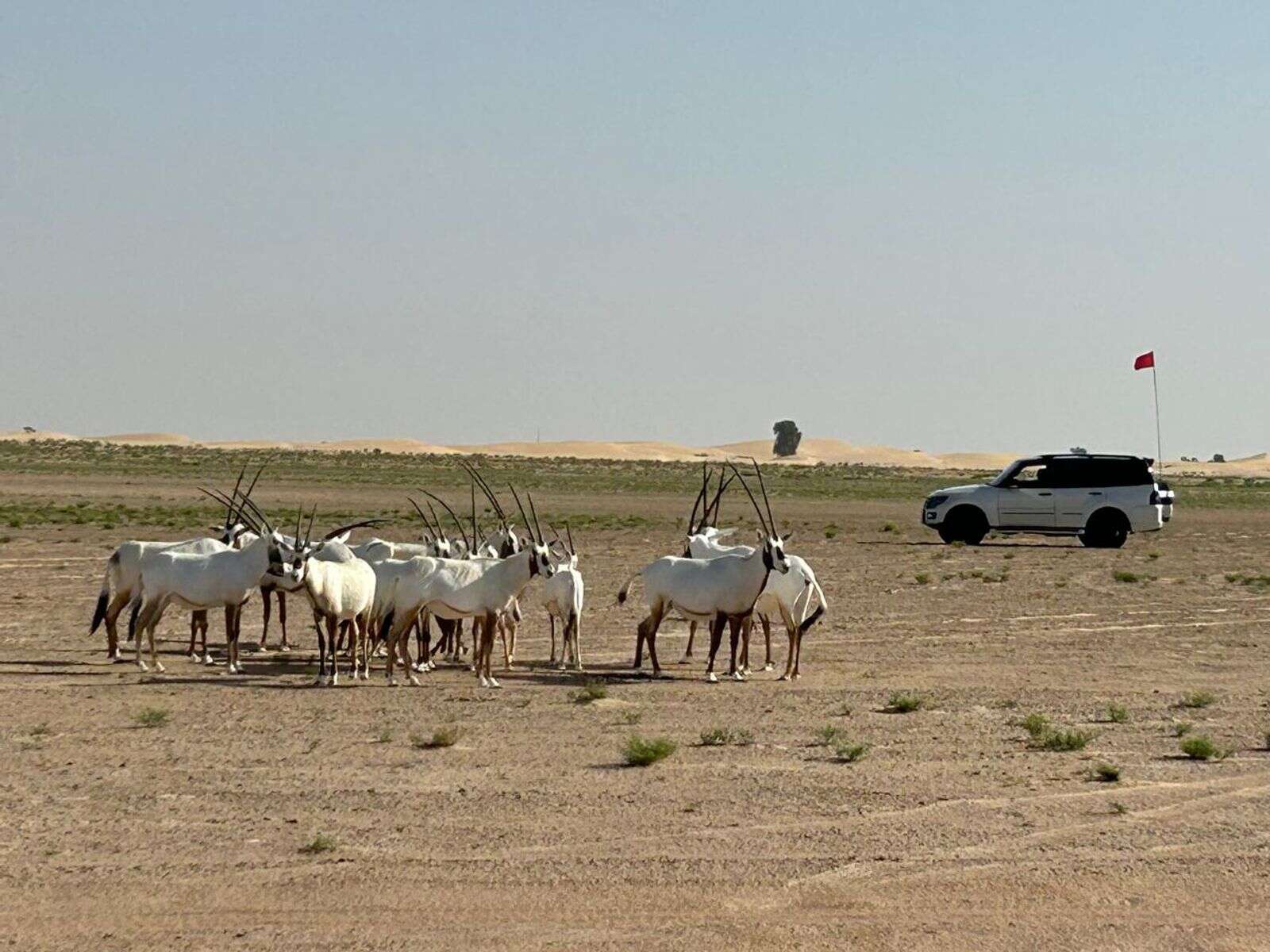 oryx, gazelles: uae residents spot animals as deserts turn green after rains